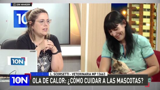 Consejos para cuidar a las mascotas de las altas temperaturas