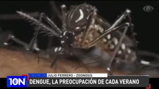 dengue